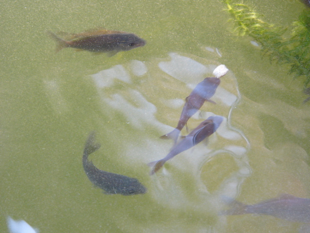 P1010151.JPG