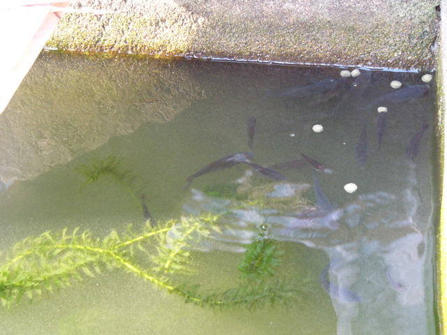 P1010154.JPG