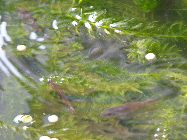 P1010158.JPG