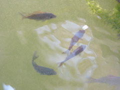 P1010151.JPG