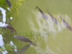 P1010135.JPG