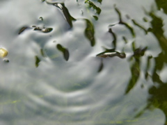 P1010137.JPG