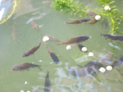 P1010139.JPG