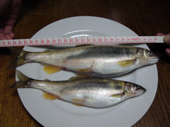 P1010133.JPG