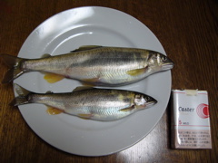 P1010136.JPG