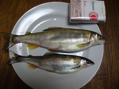 P1010137.JPG