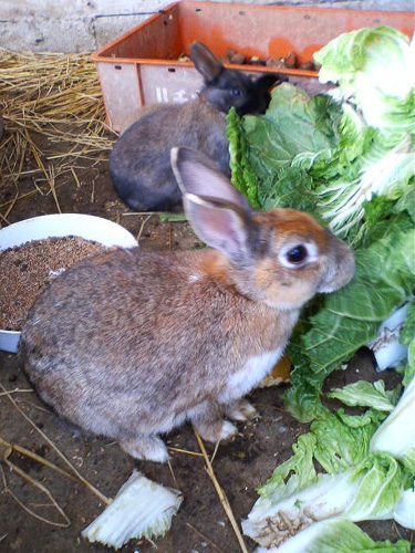 ������: Rabbit