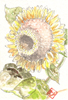 �t��: Postcard