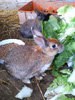 ������: Rabbit