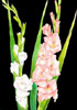 �O���W�I���X: Gladiolus