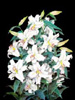 �S��: Lily