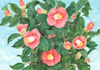 �c�o�L: Camellia Japonica