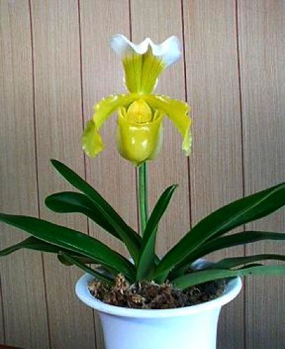 �G�L�]�`�b�N�Ȃ͂� An Exotic Flower