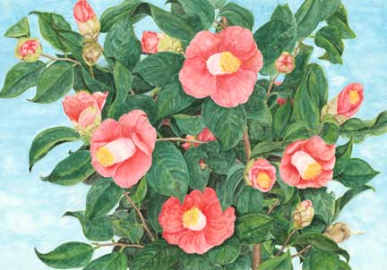 �c�o�L: Camellia Japonica